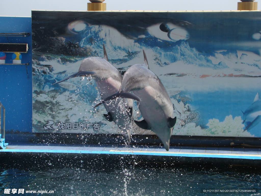 海豚飞舞