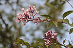 丁香花
