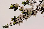 樱花怒放
