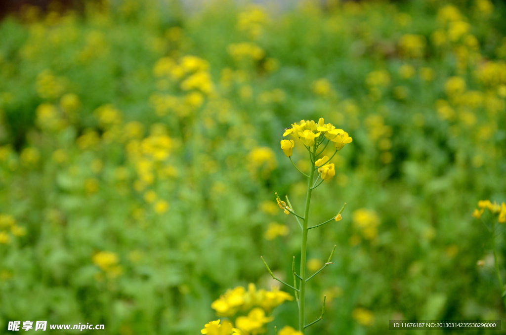 油菜花