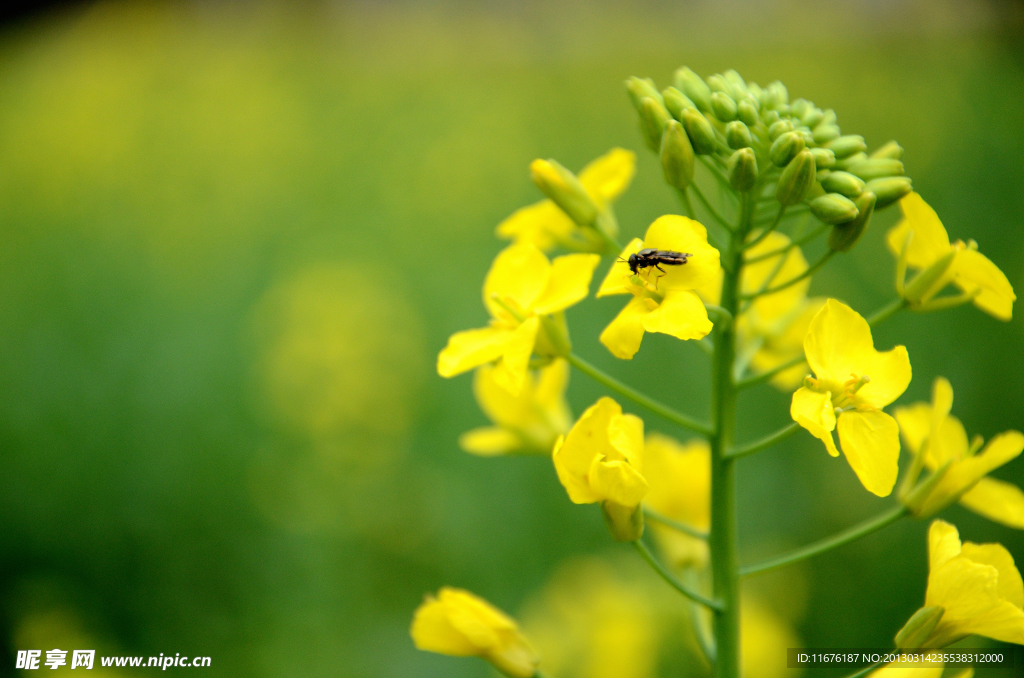 油菜花