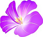 杜鹃花