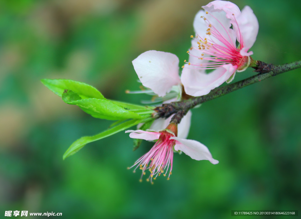 桃花