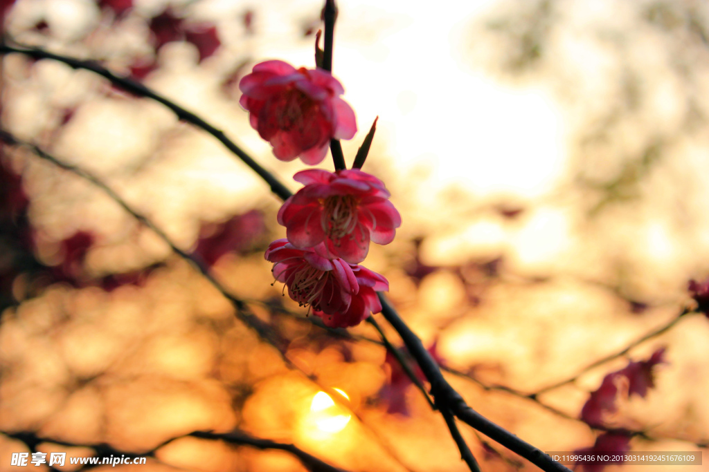 夕阳梅花