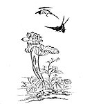 荷花燕子