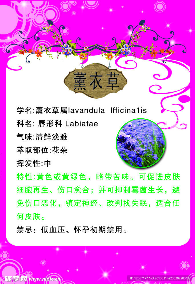 薰衣草