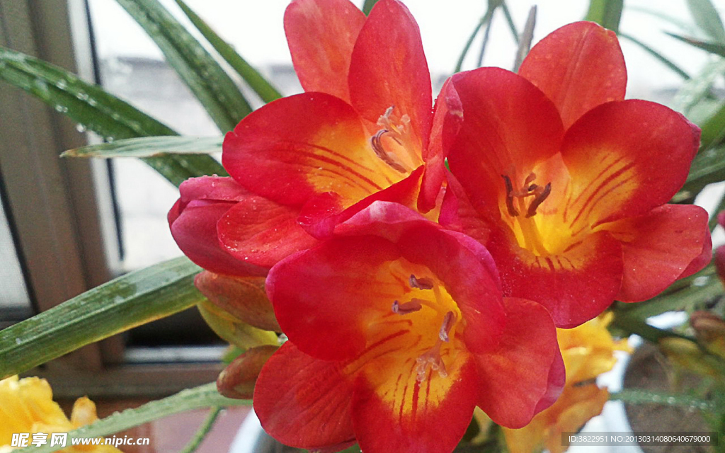 红色鲜花小苍兰