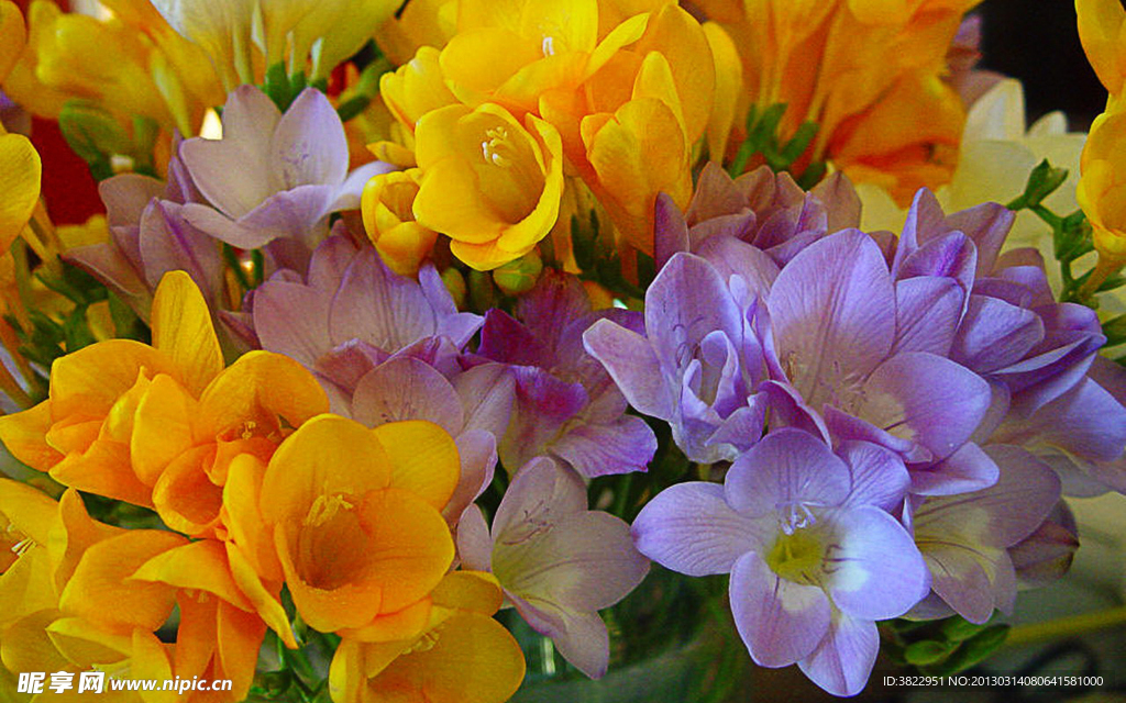 鲜花 小苍兰