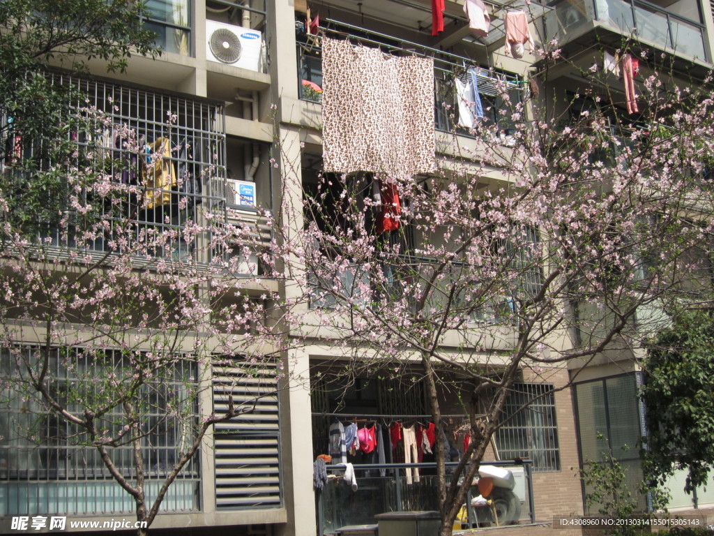小区里的桃花