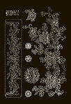 吉祥纹样 花卉