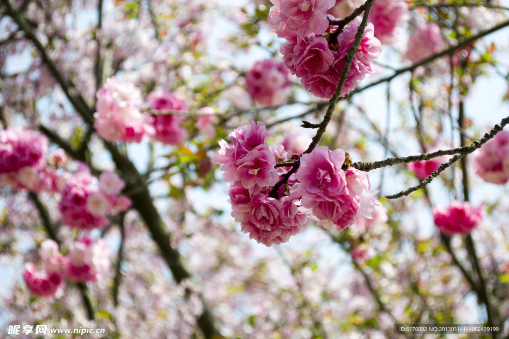 樱花