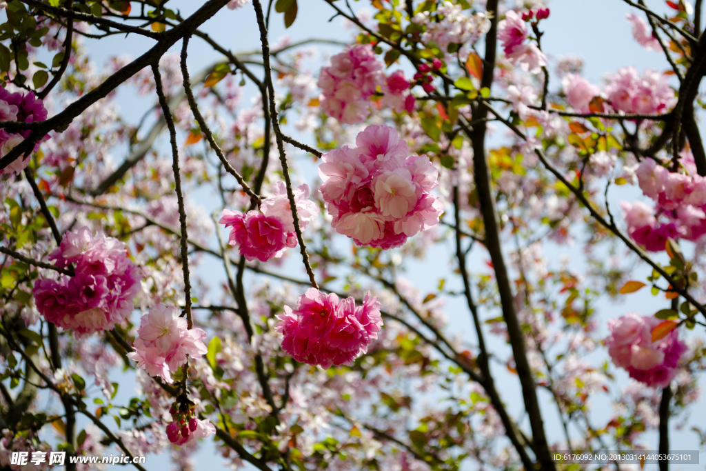 樱花