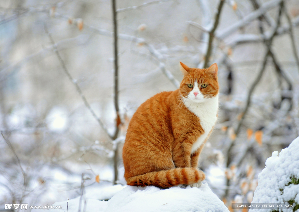 雪地猫咪