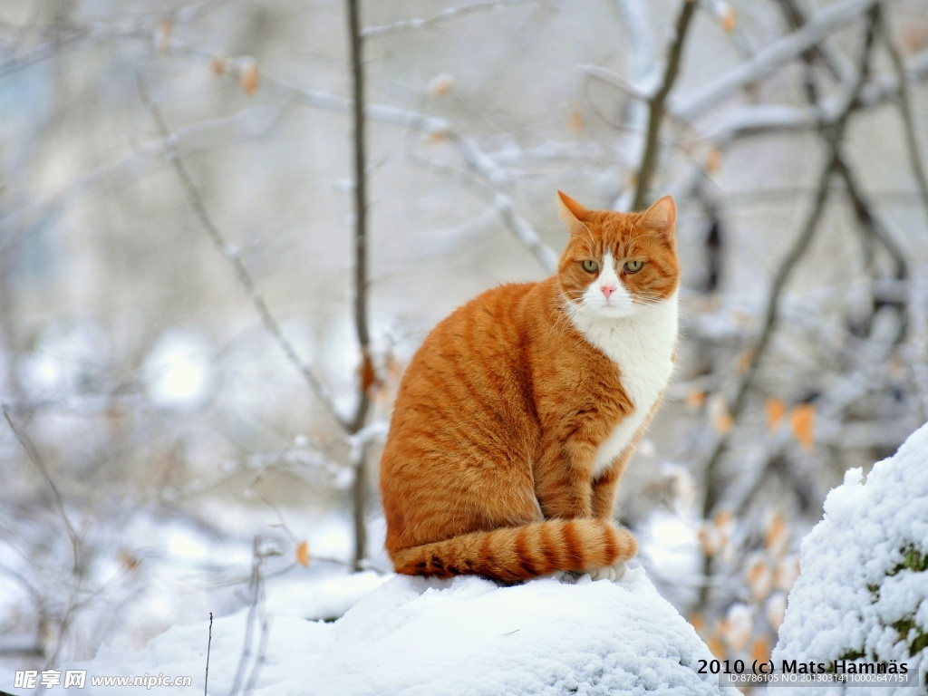 雪地里的猫