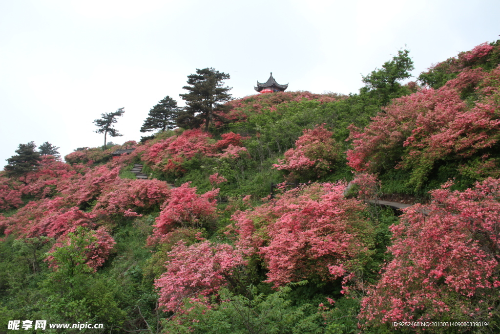 映山红