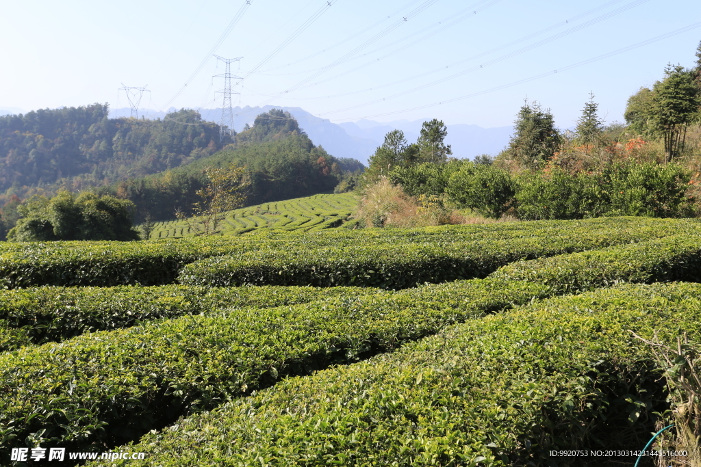茶叶