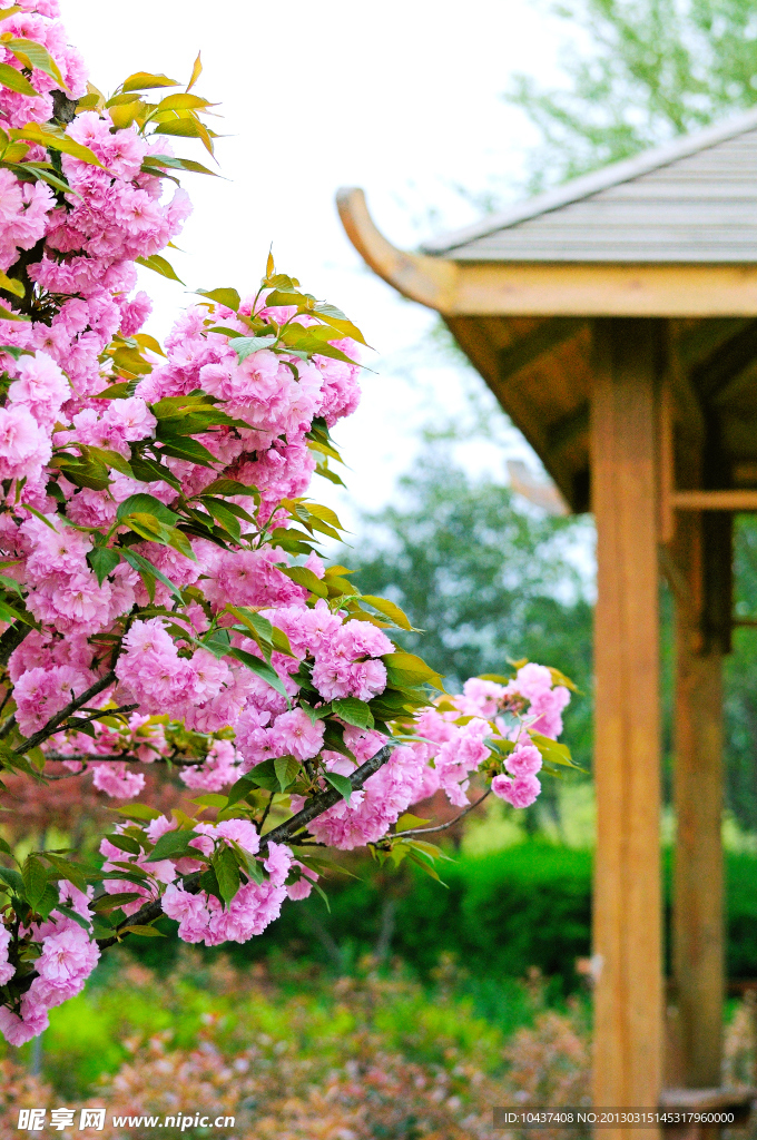 樱花
