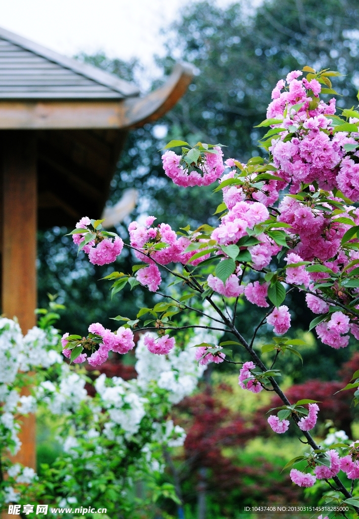 樱花