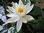 莲花