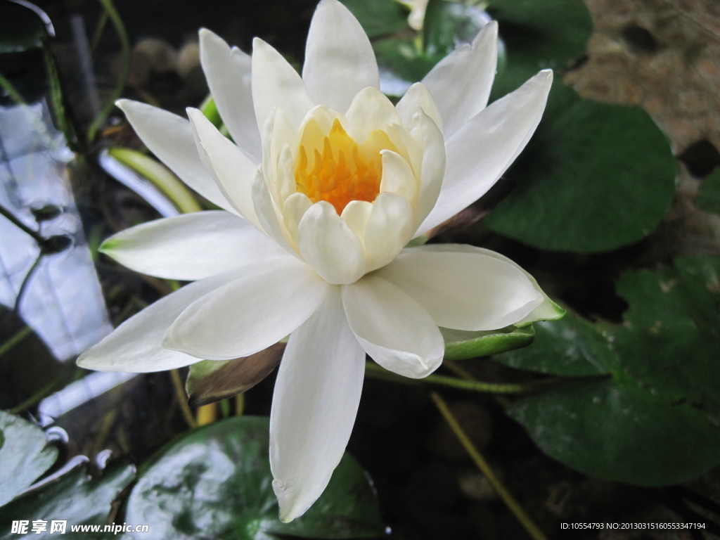 莲花