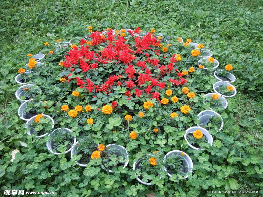 田间花卉