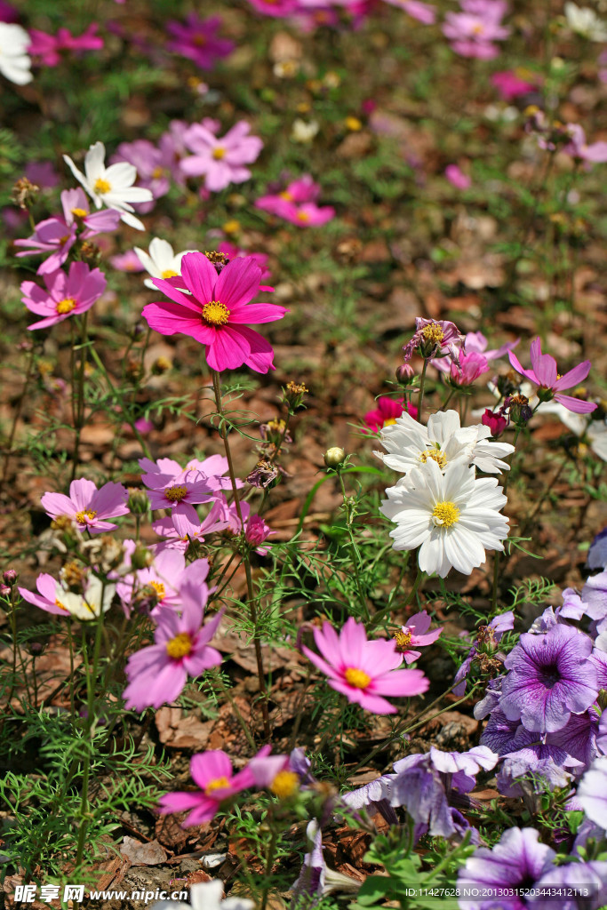 菊花 波斯菊