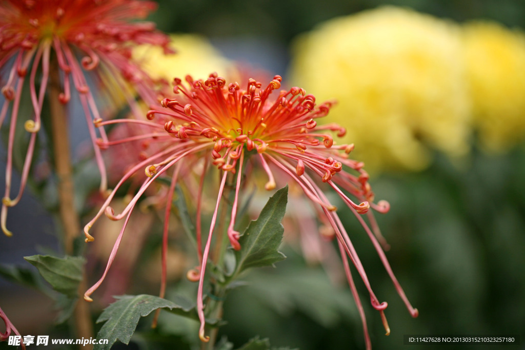 菊花