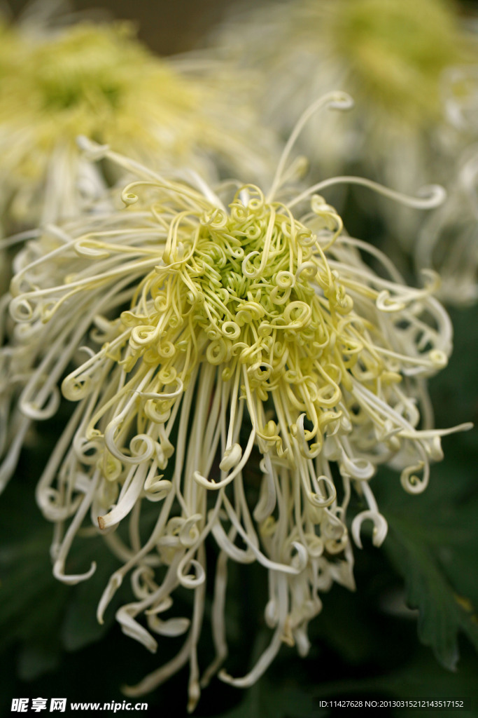菊花