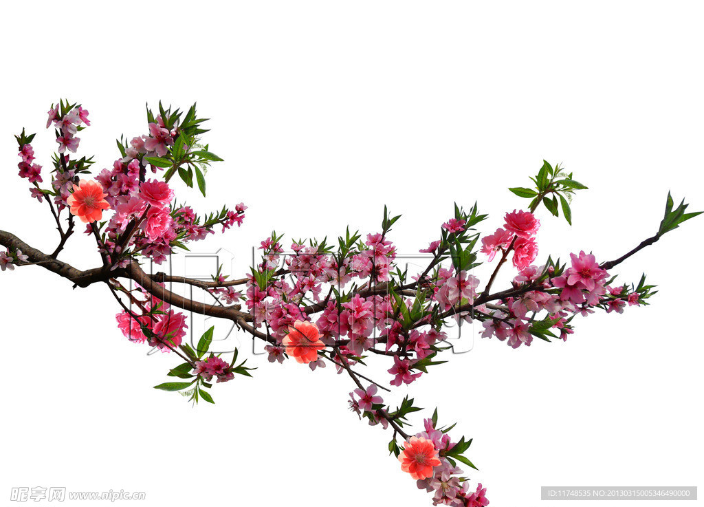 桃花