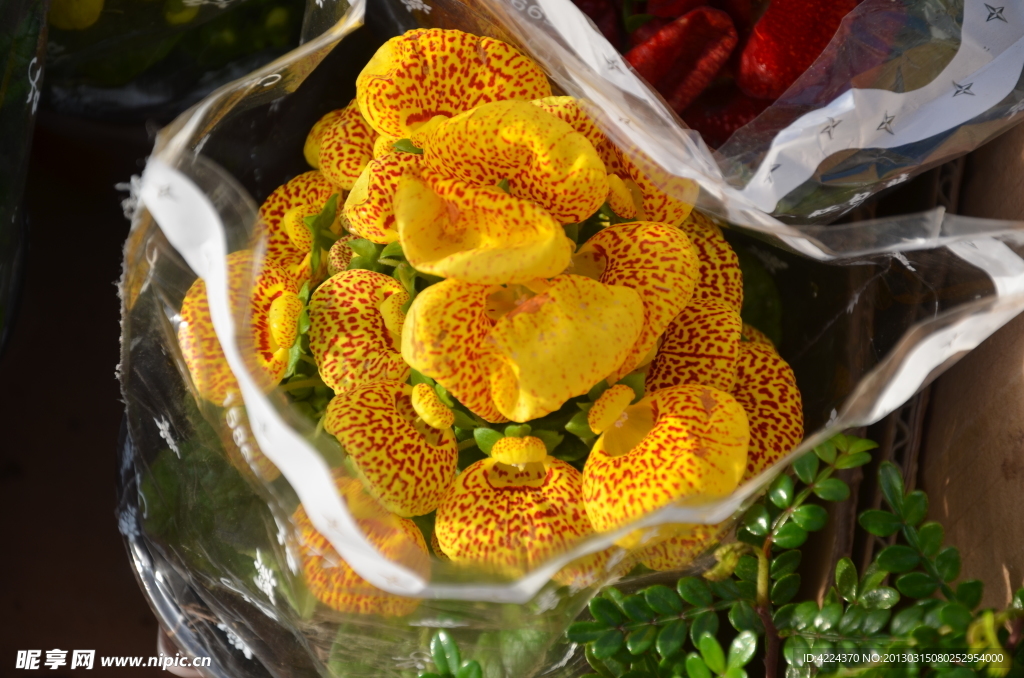 荷包花