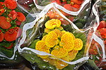 荷包花