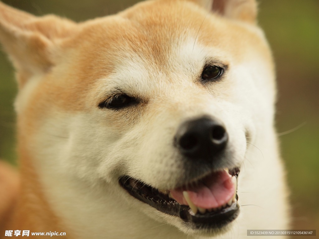 宠物狗
