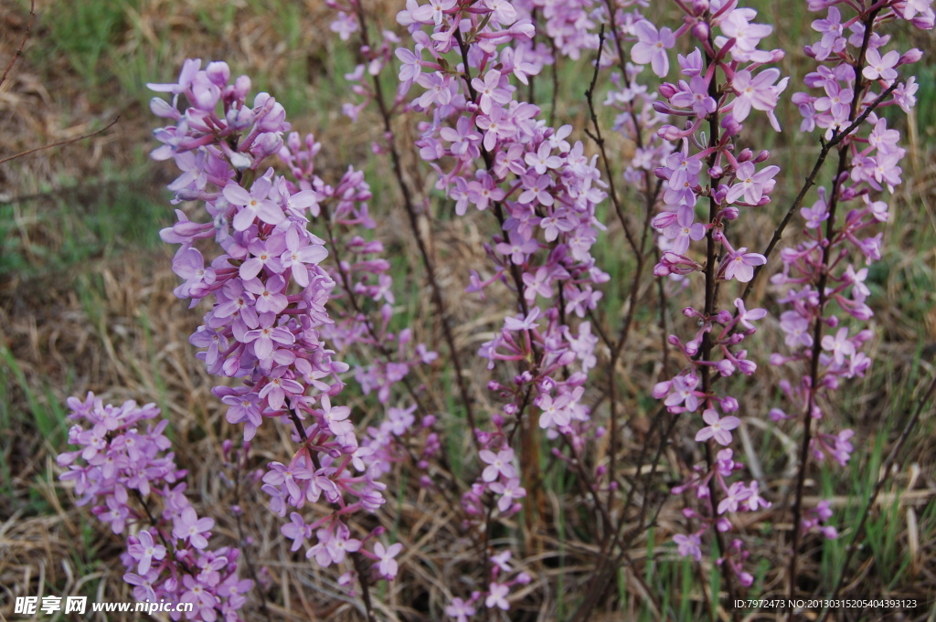 头痛花