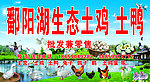 鄱阳湖生态土鸡土鸭店招