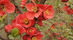 小山桃花