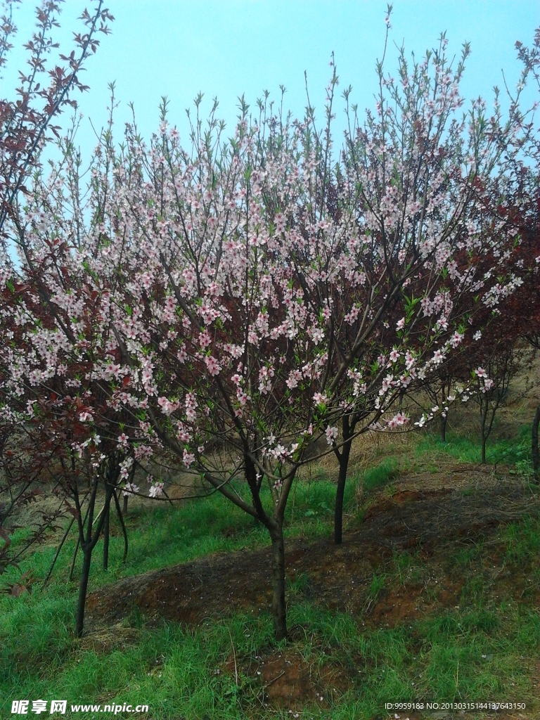 桃花树
