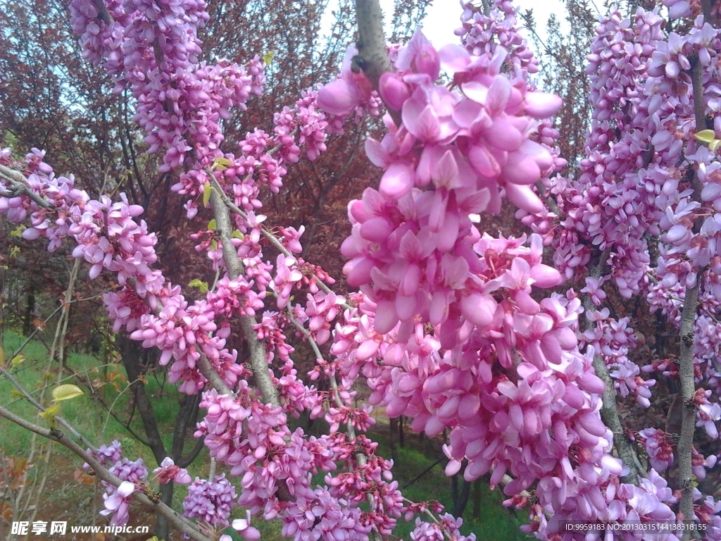 百花竞放