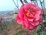 茶花