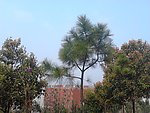 松柏