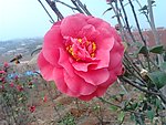 茶花