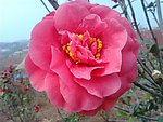 茶花