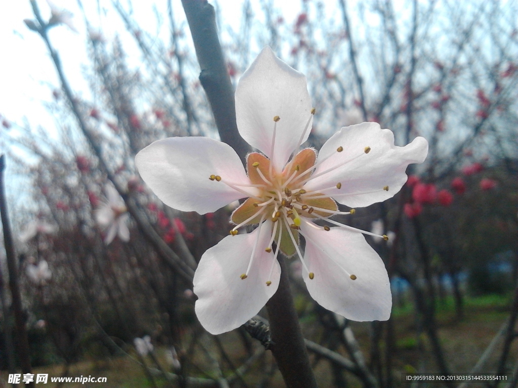 桃花