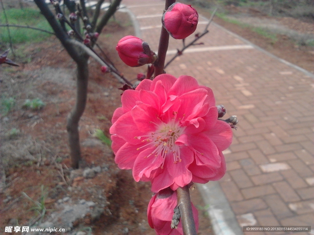 桃花