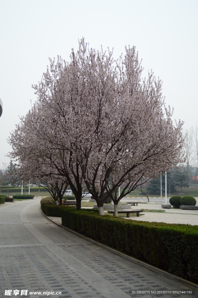 樱花满树