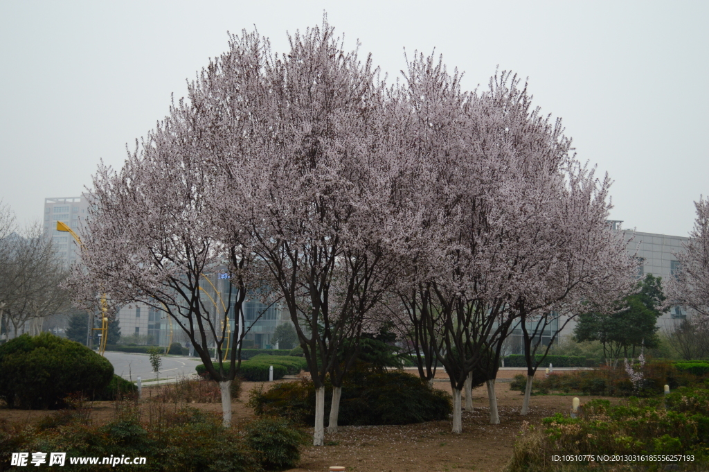 樱花满树