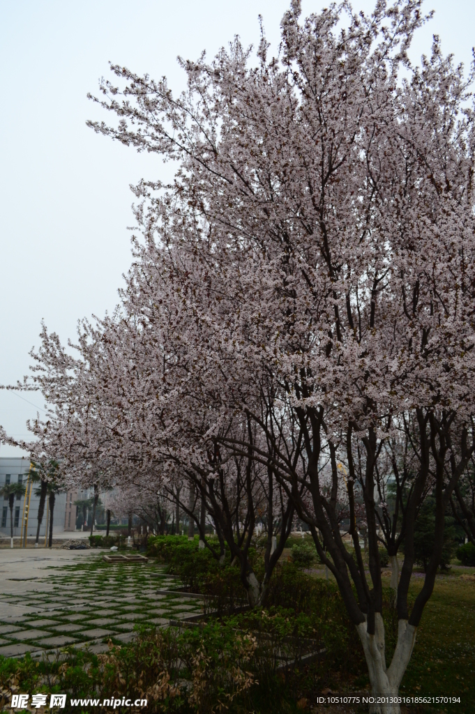 樱花满树