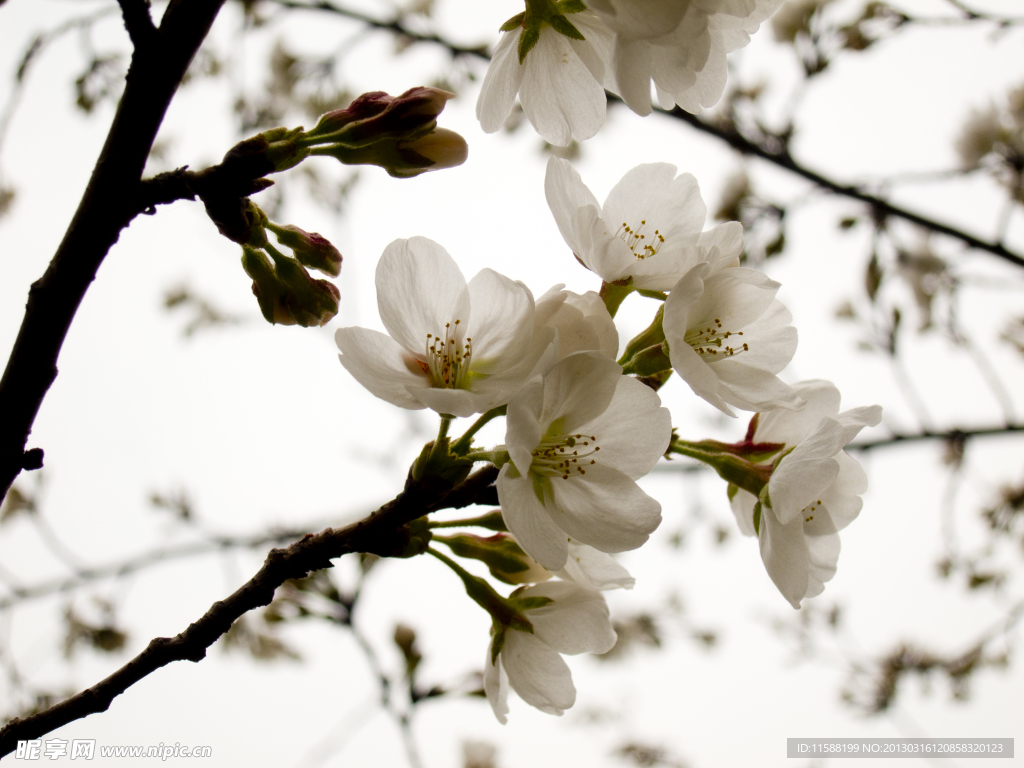 桃花
