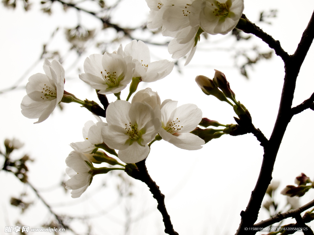桃花