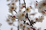 梅花