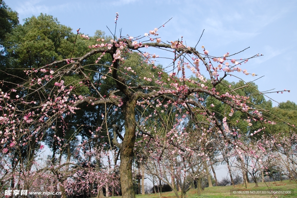 梅花树